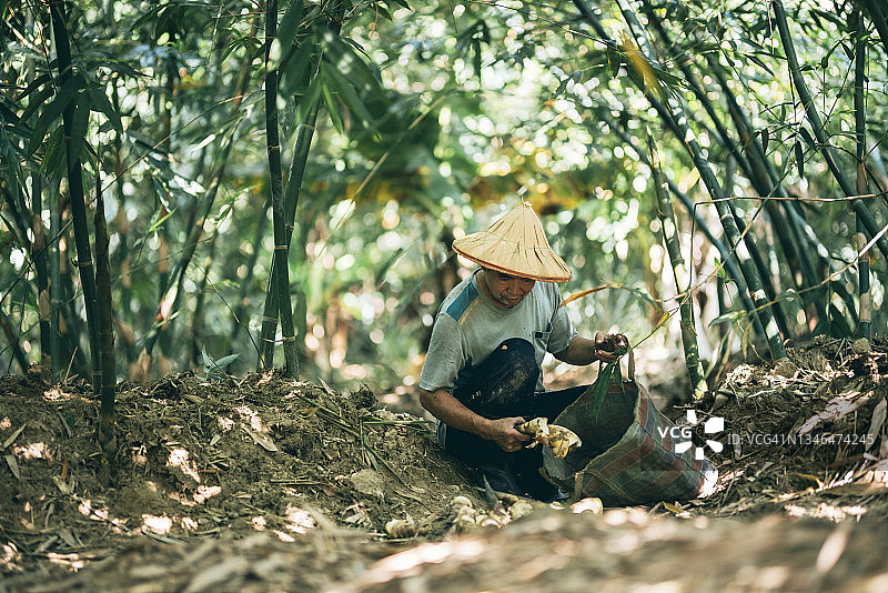 农民挖掘竹笋图片素材