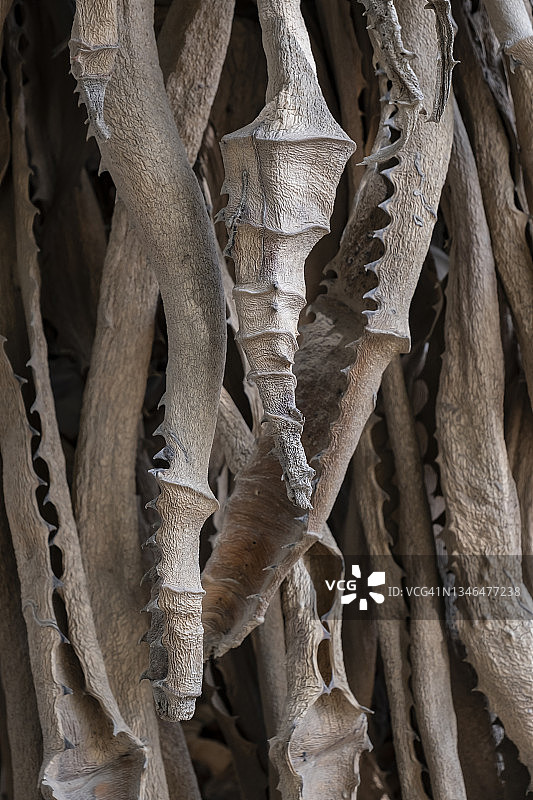 南部非洲植物群图片素材