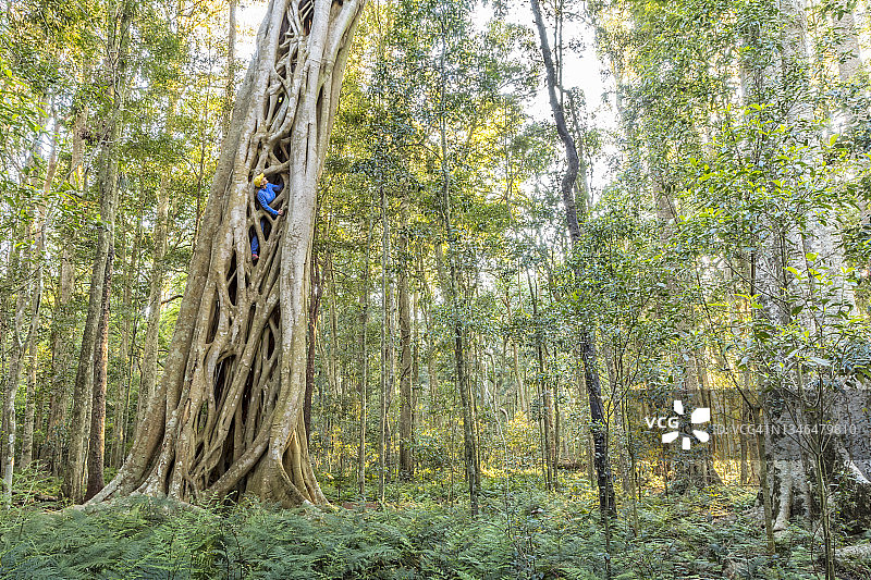 女人正在攀登邦亚山国家公园一棵绞杀榕的空心结构。图片素材