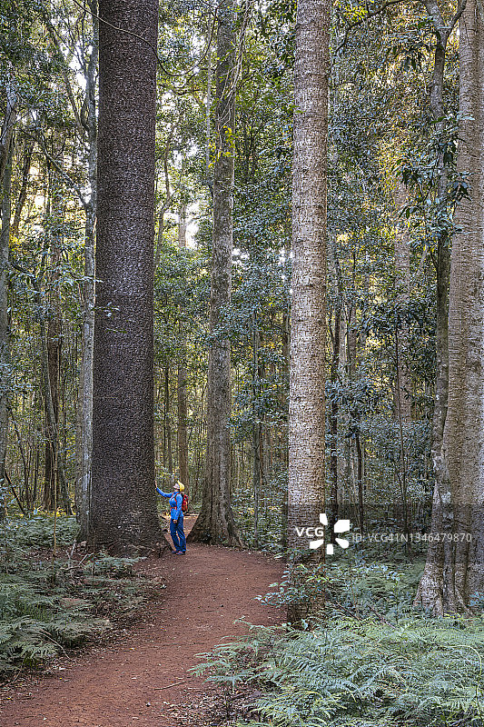 女子在邦亚山国家公园的雨林中徒步图片素材