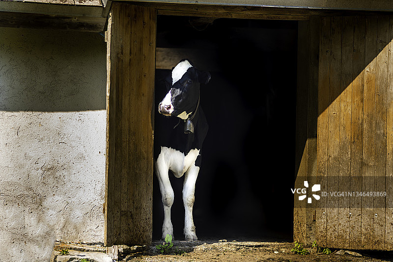 站在马厩入口的黑白奶牛图片素材