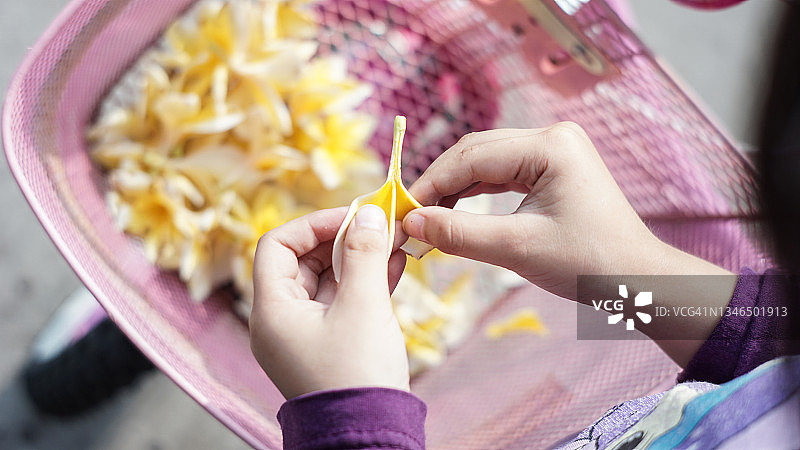自行车筐里的鸡蛋花图片素材