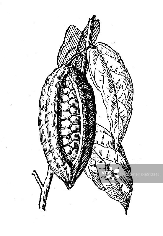 古董插画：可可树图片素材