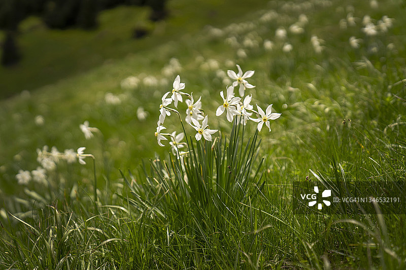 开满水仙花的田野，罗马尼亚水仙花草地图片素材