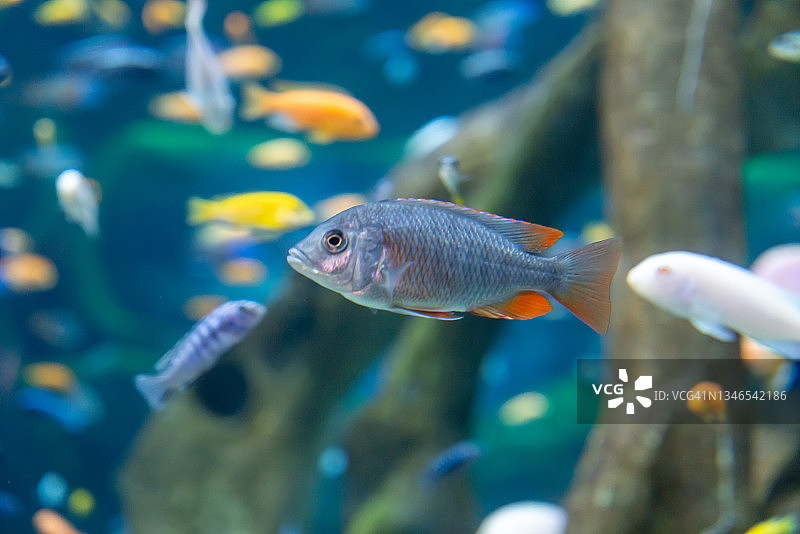 水族箱中的鱼和景观图片素材