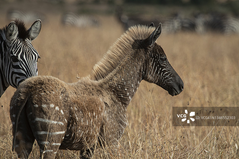 名为提拉的斑点深色斑马图片素材