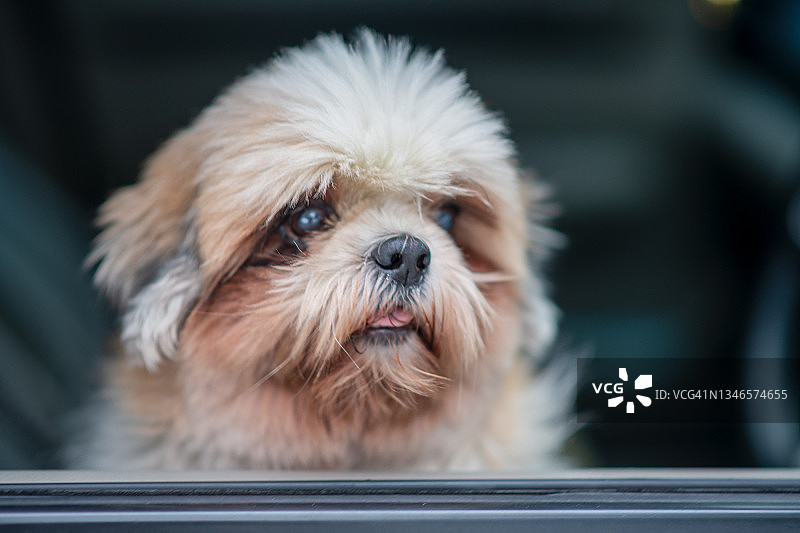 焦虑地看着主人的西施犬特写图片素材