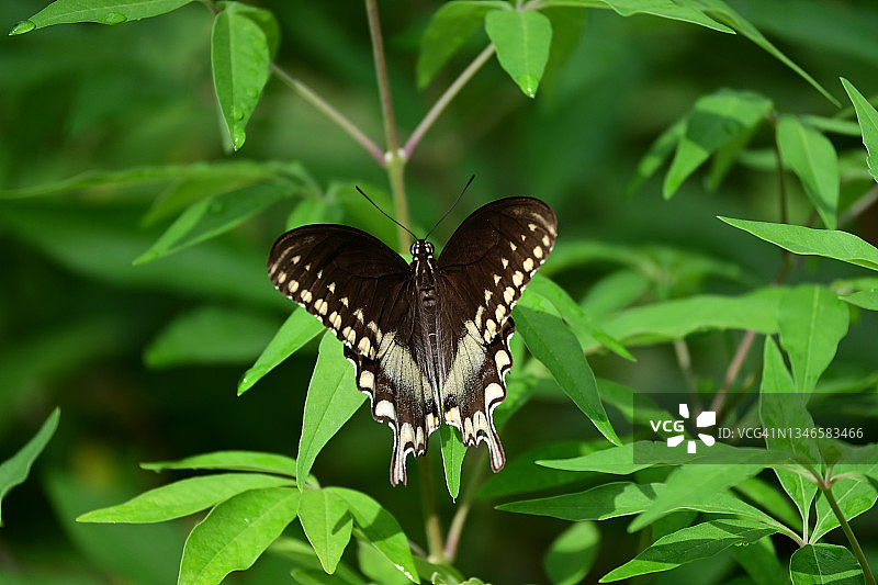 樟凤蝶图片素材