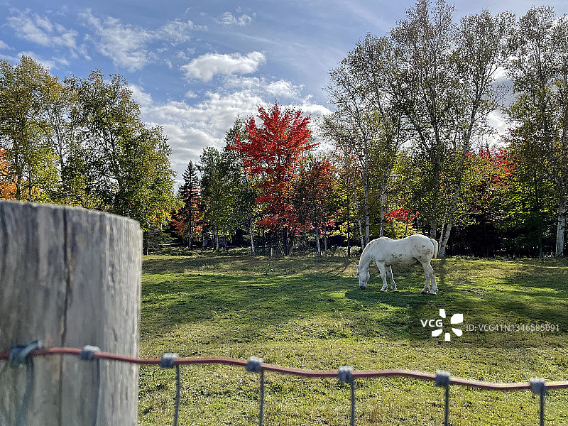 美国缅因州Rangeley附近秋季的白马图片素材