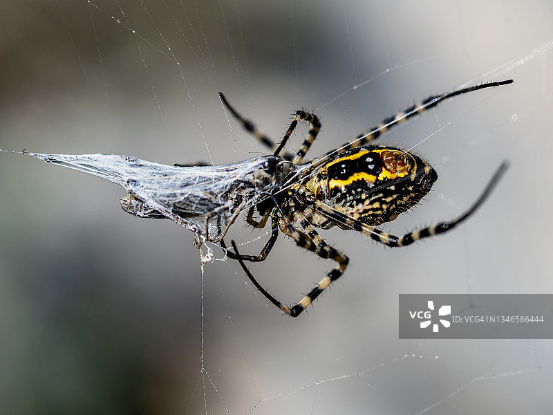 黄蜂蜘蛛捕食蚱蜢图片素材