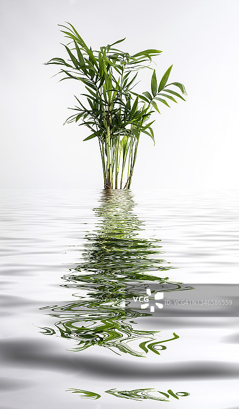 棕榈树水面反射特写图片素材