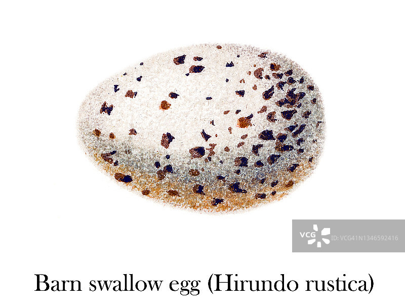 鸟类学：家燕卵古董雕刻插图图片素材