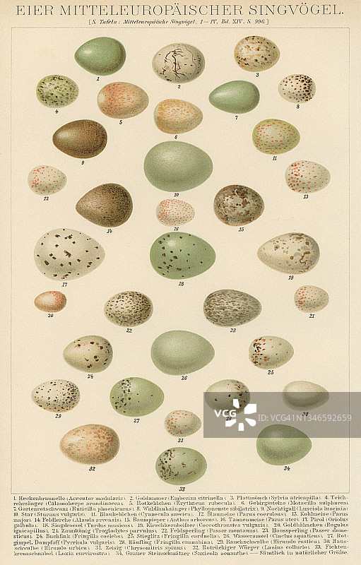 欧洲鸣禽蛋类古版画插图图片素材