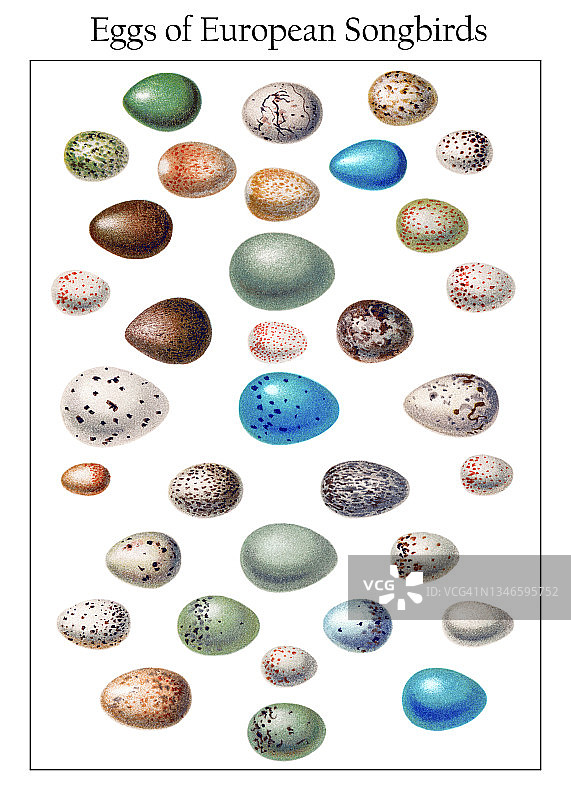 欧洲鸣禽蛋类古版画插图图片素材