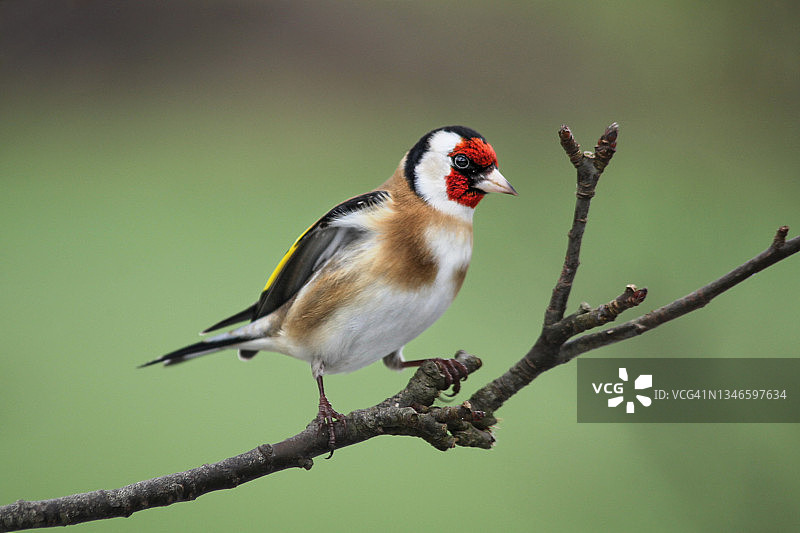 金翅雀图片素材