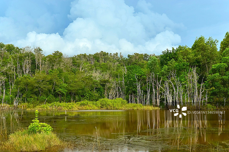 马来西亚沙捞越诗巫的池塘景色及天空树木倒影图片素材