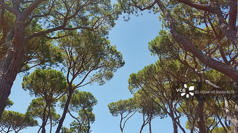 意大利托斯卡纳格罗塞托附近的石松林图片素材