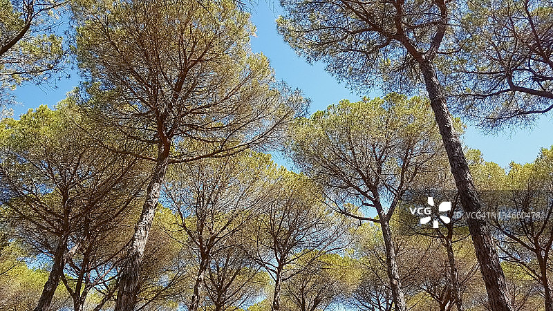 意大利托斯卡纳格罗塞托附近的石松林图片素材