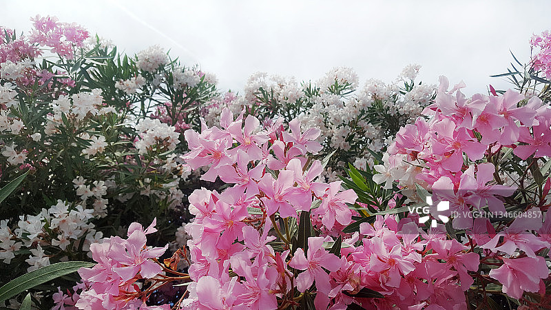 意大利托斯卡纳海边盛开的粉红色和白色夹竹桃灌木图片素材