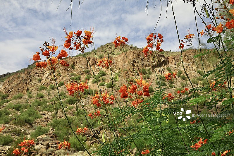 盛开的沙漠花朵图片素材