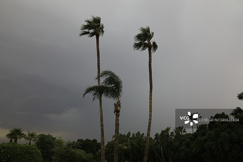 热带风暴吹袭棕榈树图片素材