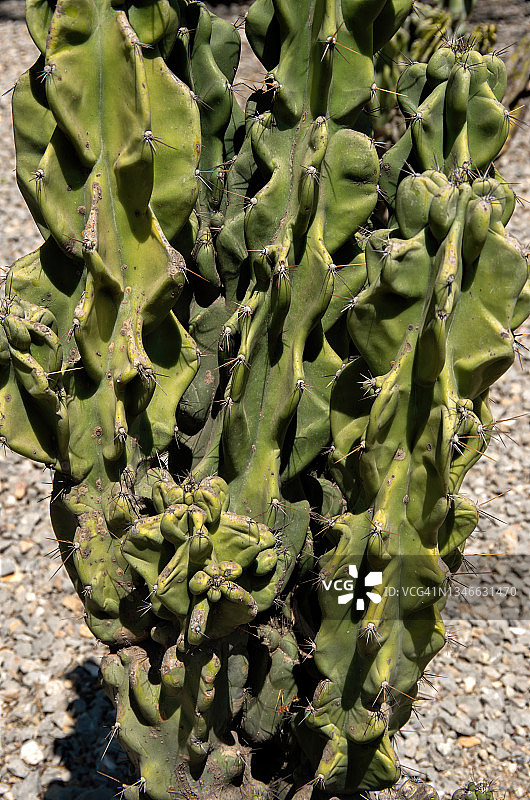 墨西哥仙人柱细节(Cereus hildmannianus var. monstruosus)图片素材