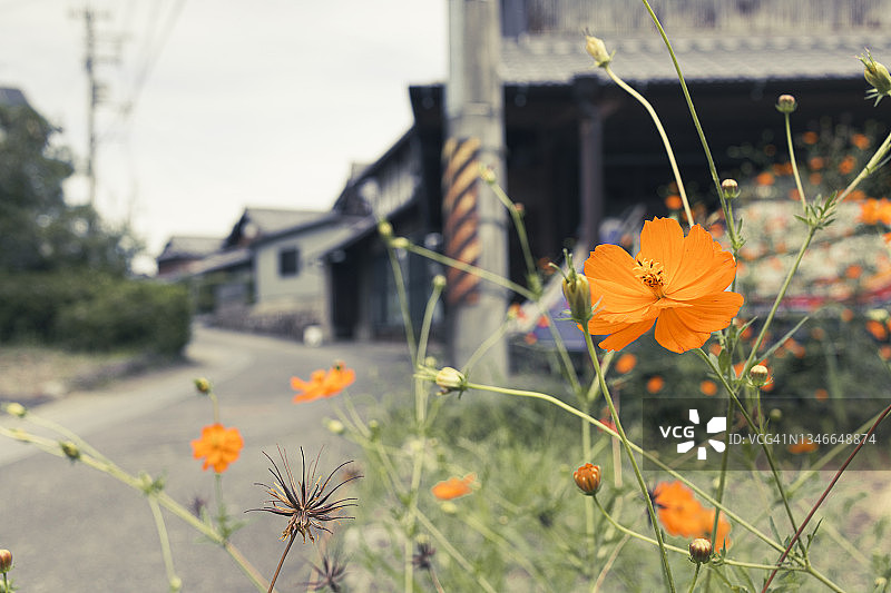路边盛开的硫磺波斯菊图片素材