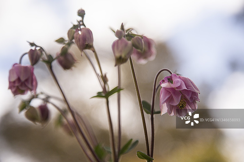 耧斗菜精致粉色重瓣花朵特写图片素材