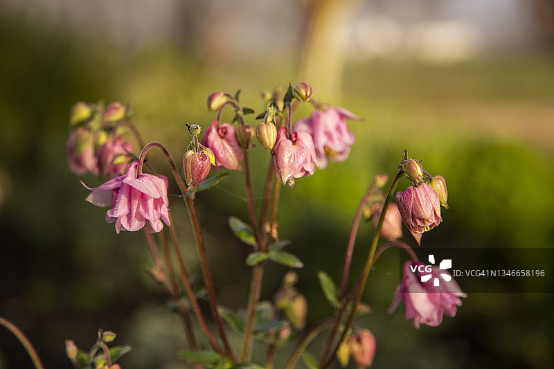 耧斗菜精致粉色重瓣花朵特写图片素材