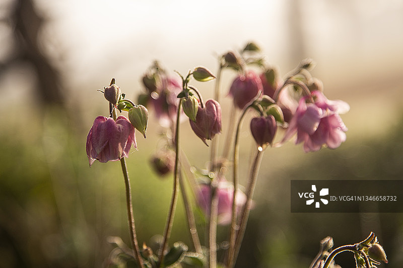 耧斗菜粉色花朵特写图片素材