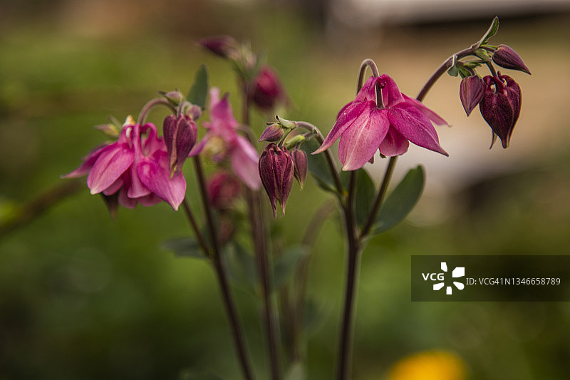 耧斗菜精致粉色重瓣花朵特写图片素材