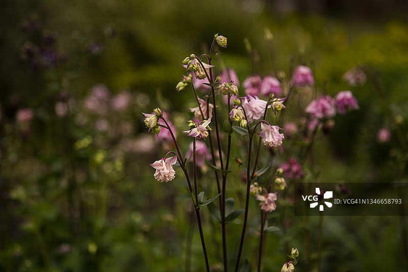 耧斗菜精致粉色重瓣花朵特写图片素材