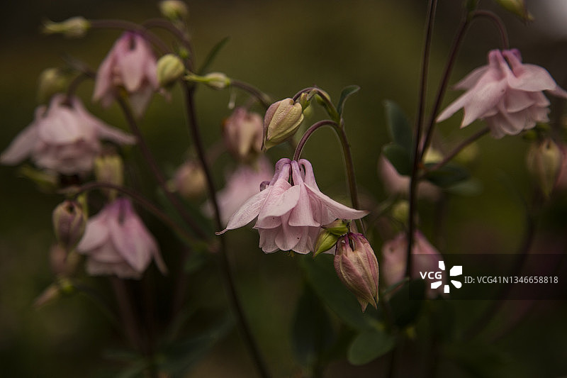 耧斗菜精致粉色重瓣花朵特写图片素材