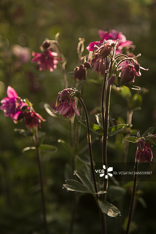 耧斗菜粉色花朵特写图片素材