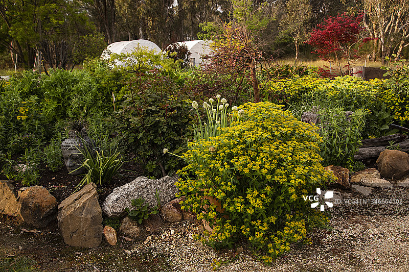 花园景色：大戟属植物、日本枫树和玫瑰围绕着佛头雕像生长，背景是乡村环境中的商业温室园艺建筑图片素材