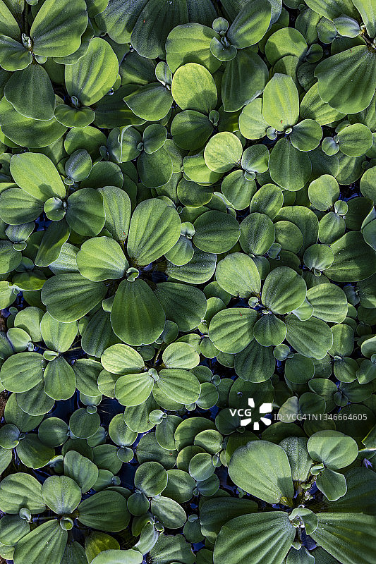凤眼莲或水生莴苣图片素材