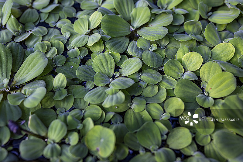 凤眼莲或水生莴苣图片素材
