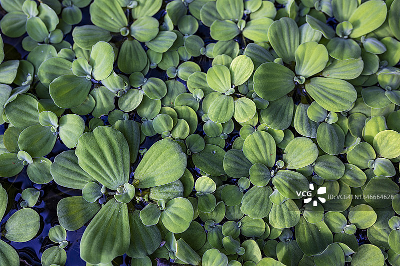 凤眼莲或水生莴苣图片素材