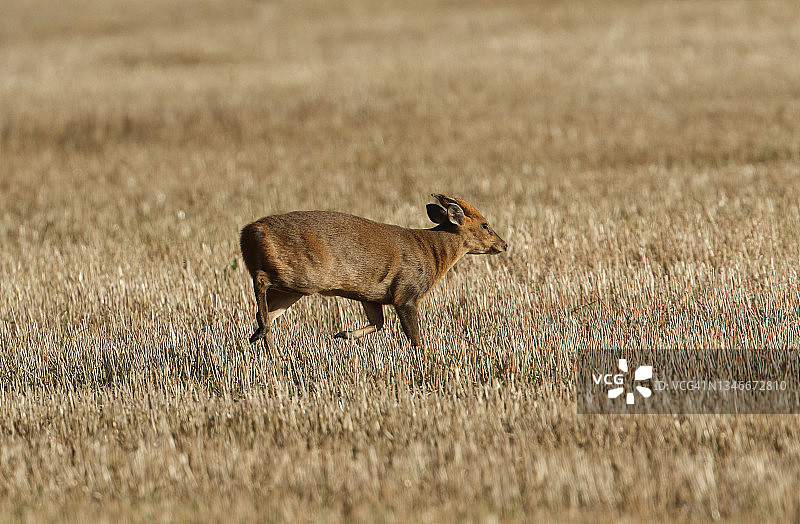一只雄性小麂鹿跑过收割后的农田图片素材