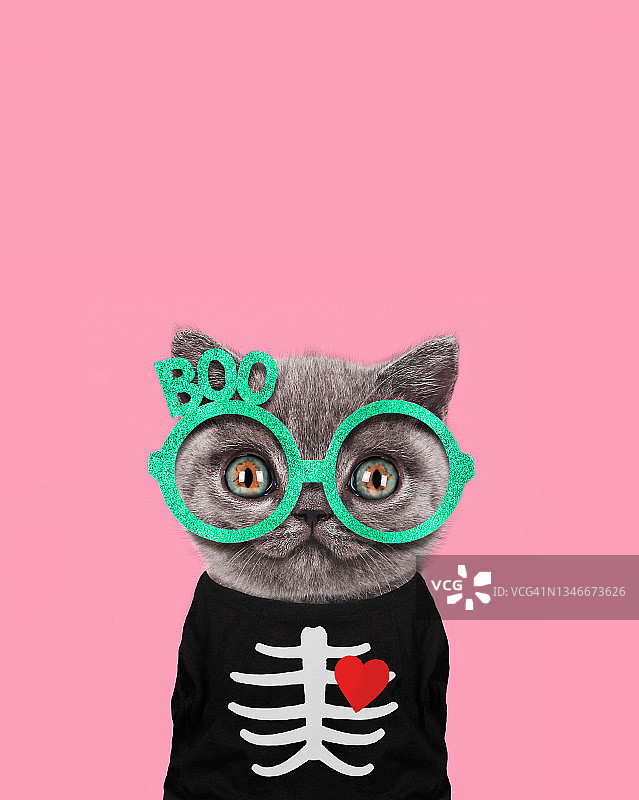 万圣节上的有趣小猫图片素材