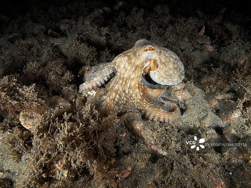 一只普通的章鱼在晚上寻找猎物图片素材