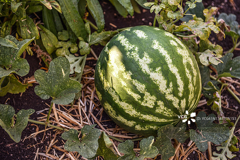 藤蔓上成熟待收的红宝石西瓜图片素材