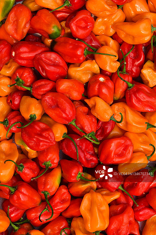 新鲜采摘准备出售的彩色红色和橙色哈瓦那辣椒图片素材