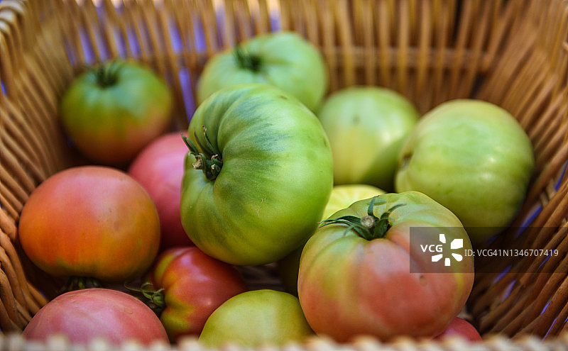 新鲜采摘的红绿色番茄，准备在农产品摊位上出售图片素材