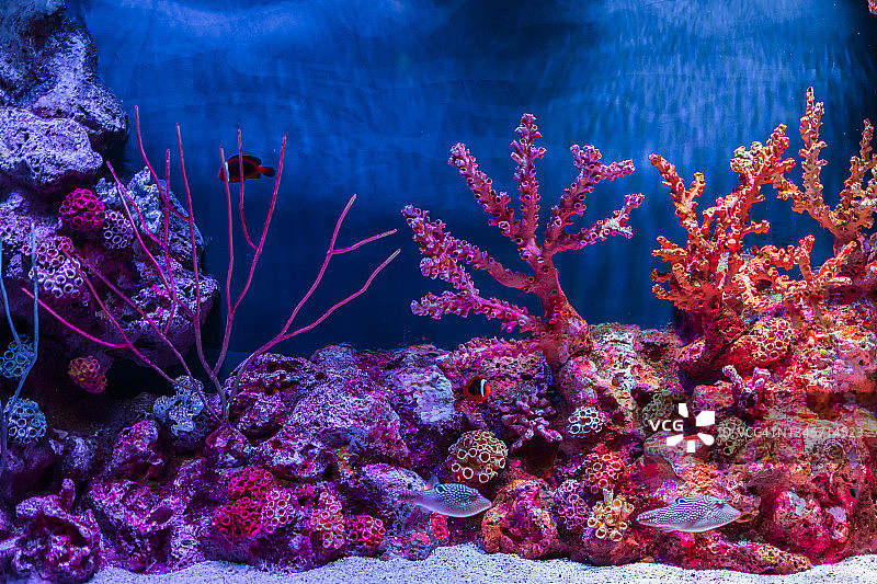 水族馆里五颜六色的热带鱼和珊瑚图片素材