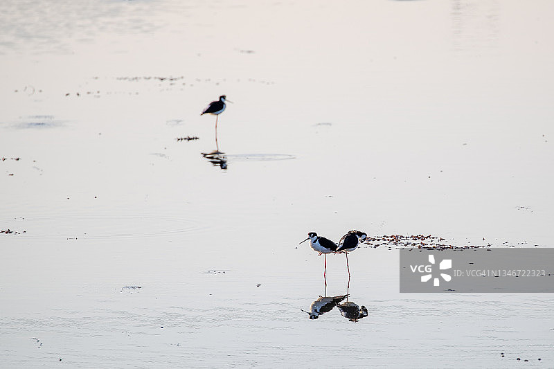 黑颈长脚鹬图片素材