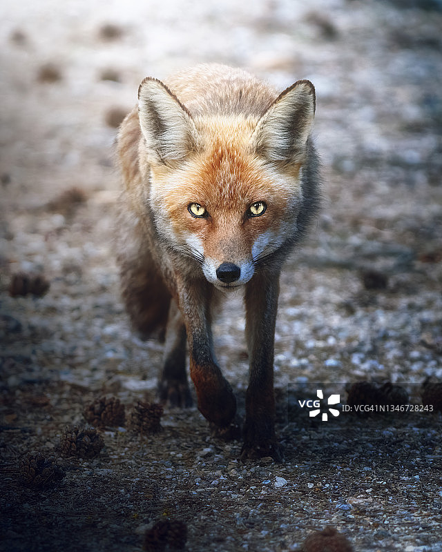 卡索拉山脉的狐狸图片素材