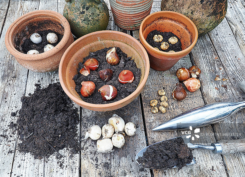 赤陶盆中的灯泡图片素材