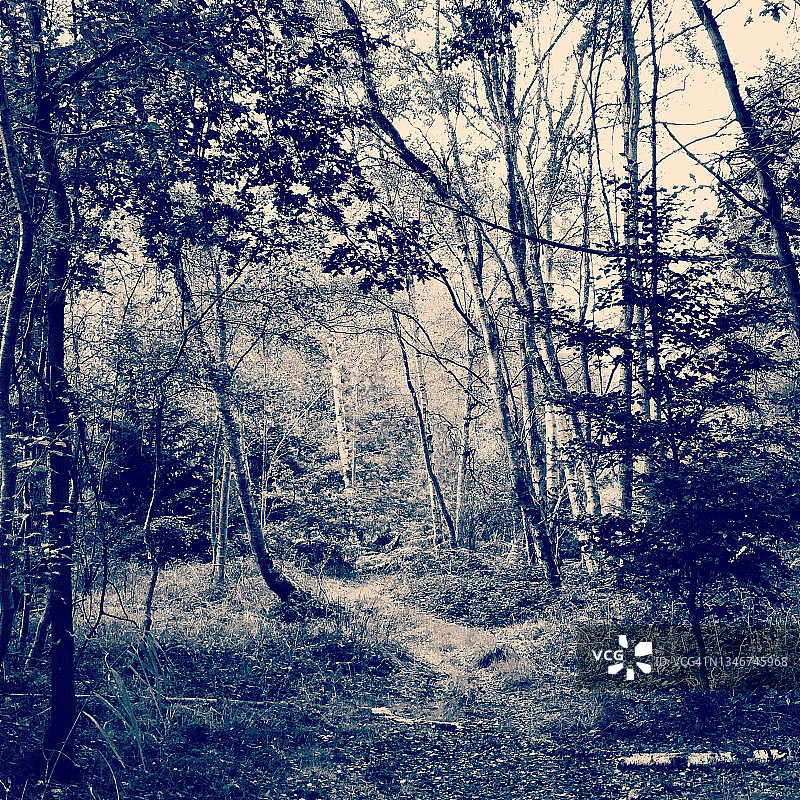 单色森林图片素材