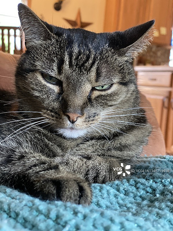 不爽猫图片素材